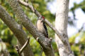 Great Spotted Woodpecker