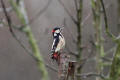 Great Spotted Woodpecker