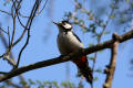 Great Spotted Woodpecker