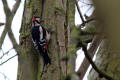 Great Spotted Woodpecker