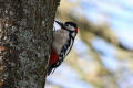 Great Spotted Woodpecker