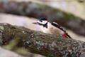 Great Spotted Woodpecker