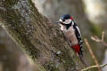 Great Spotted Woodpecker