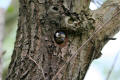 Great Spotted Woodpecker