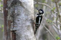 Great Spotted Woodpecker