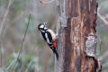 Great Spotted Woodpecker