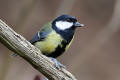 Great Tit