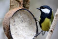 Great Tit