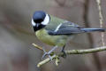 Great Tit