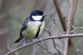 Great Tit