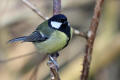 Great Tit