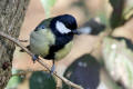 Great Tit