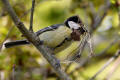 Great Tit