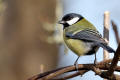 Great Tit