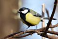 Great Tit