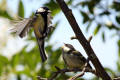 Great Tit