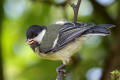 Great Tit