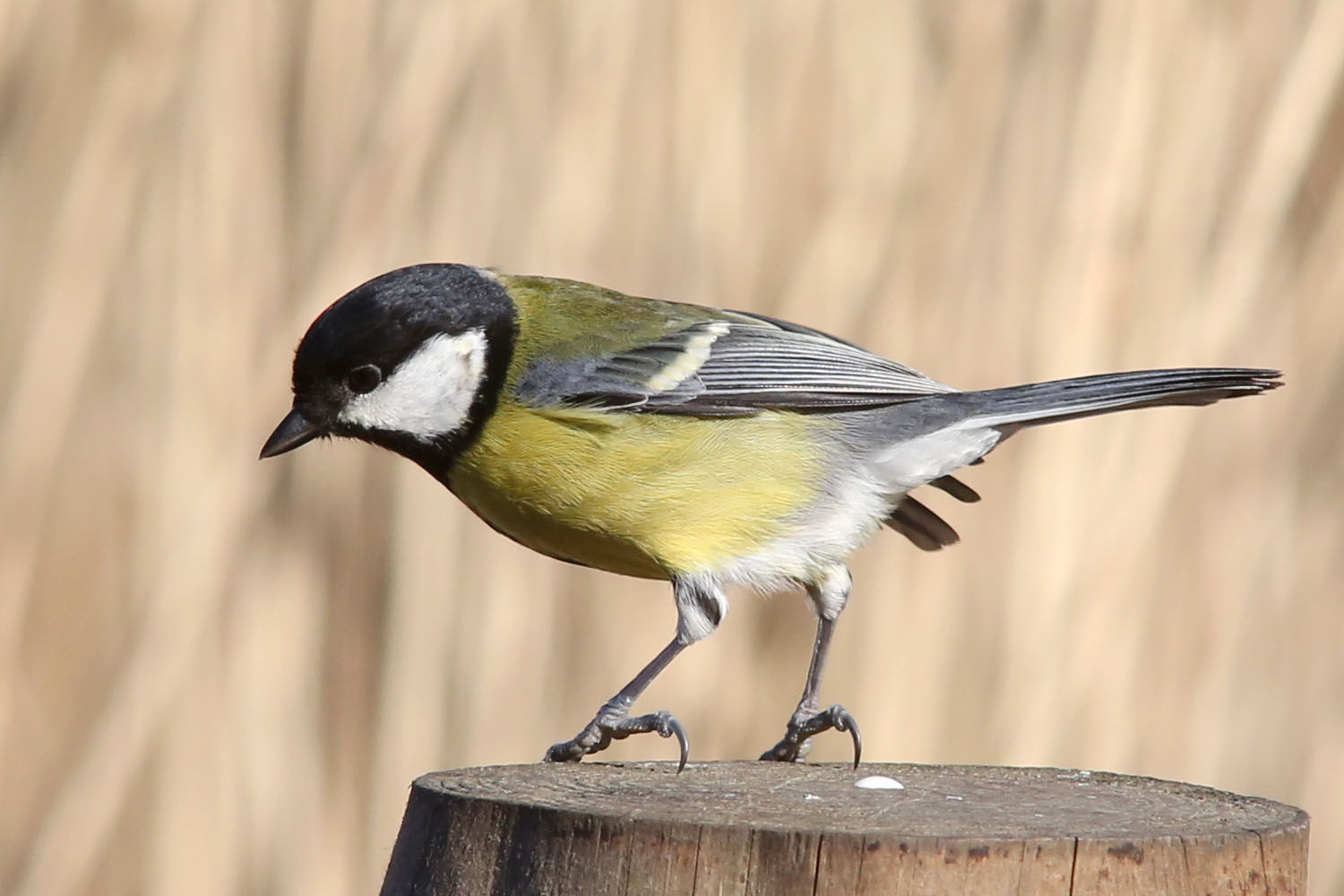 Great Tits Bird 46