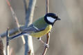 Great Tit