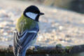 Great Tit