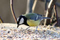 Great Tit