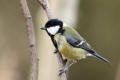 Great Tit