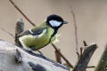 Great Tit