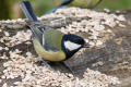 Great Tit