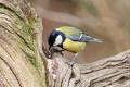 Great Tit