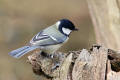 Great Tit