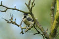 Great Tit