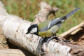 Great Tit