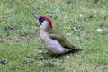 Green Woodpecker