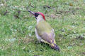 Green Woodpecker