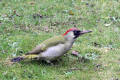 Green Woodpecker