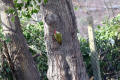 Green Woodpecker