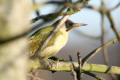 Green Woodpecker