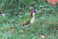 Green Woodpecker