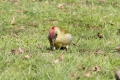 Green Woodpecker