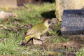 Green Woodpecker