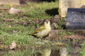 Green Woodpecker