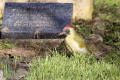 Green Woodpecker