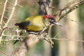 Green Woodpecker