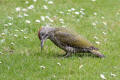 Juvenile Green Woodpecker