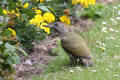 Juvenile Green Woodpecker