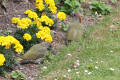 Juvenile Green Woodpeckers