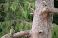 Green Woodpecker