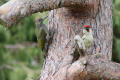 Green Woodpecker