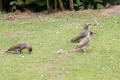 Male and juvenile Green Woodpeckers