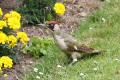 Male Green Woodpecker